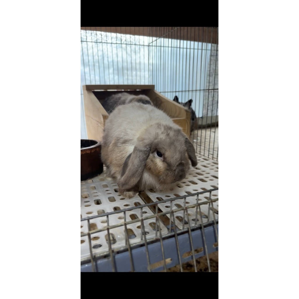 Kelinci indukan dewasa HL Holand lop sepasang free pelet vital rabbit hoolandlop holandlop