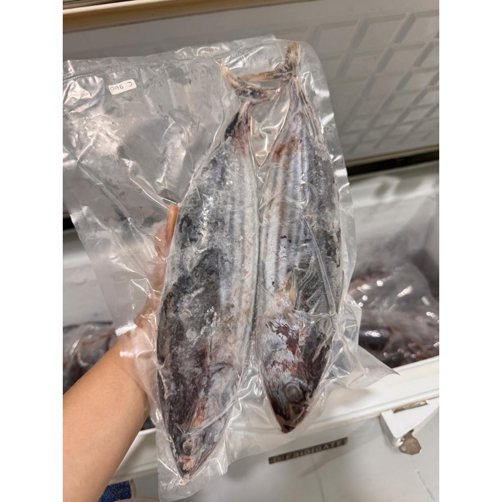 Ikan Cakalang Utuh Frozen Beku Kapal