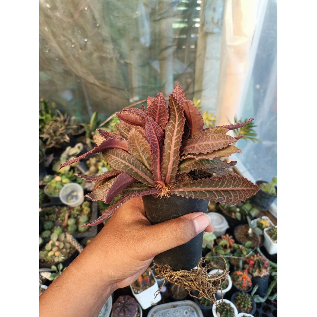 euphorbia francoisi