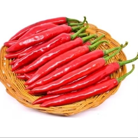 10 Biji Benih Cabe Merah Besar - Tahan Penyakit, Kemurnian Tinggi, Daya Tumbuh Baik