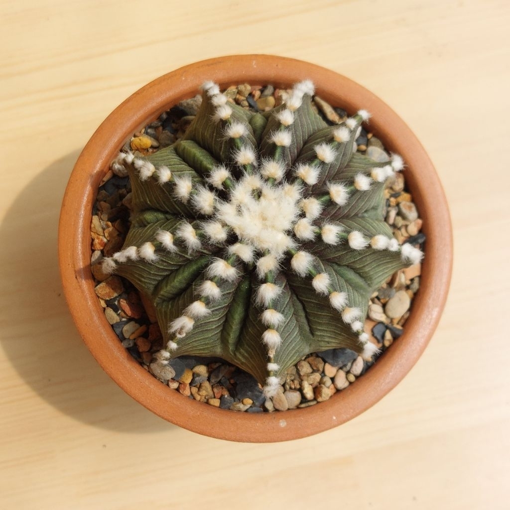 Kaktus Cantik Gimno LB VOS TARANTULA FUKURYU GYMNO GYMNOCALYCIUM 1 Set Pot