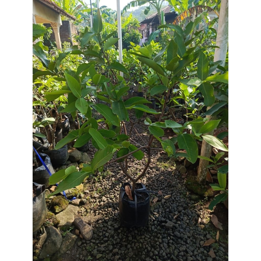 Bibit Jambu Air Citra Hasil Cangkok Siap Berbuah