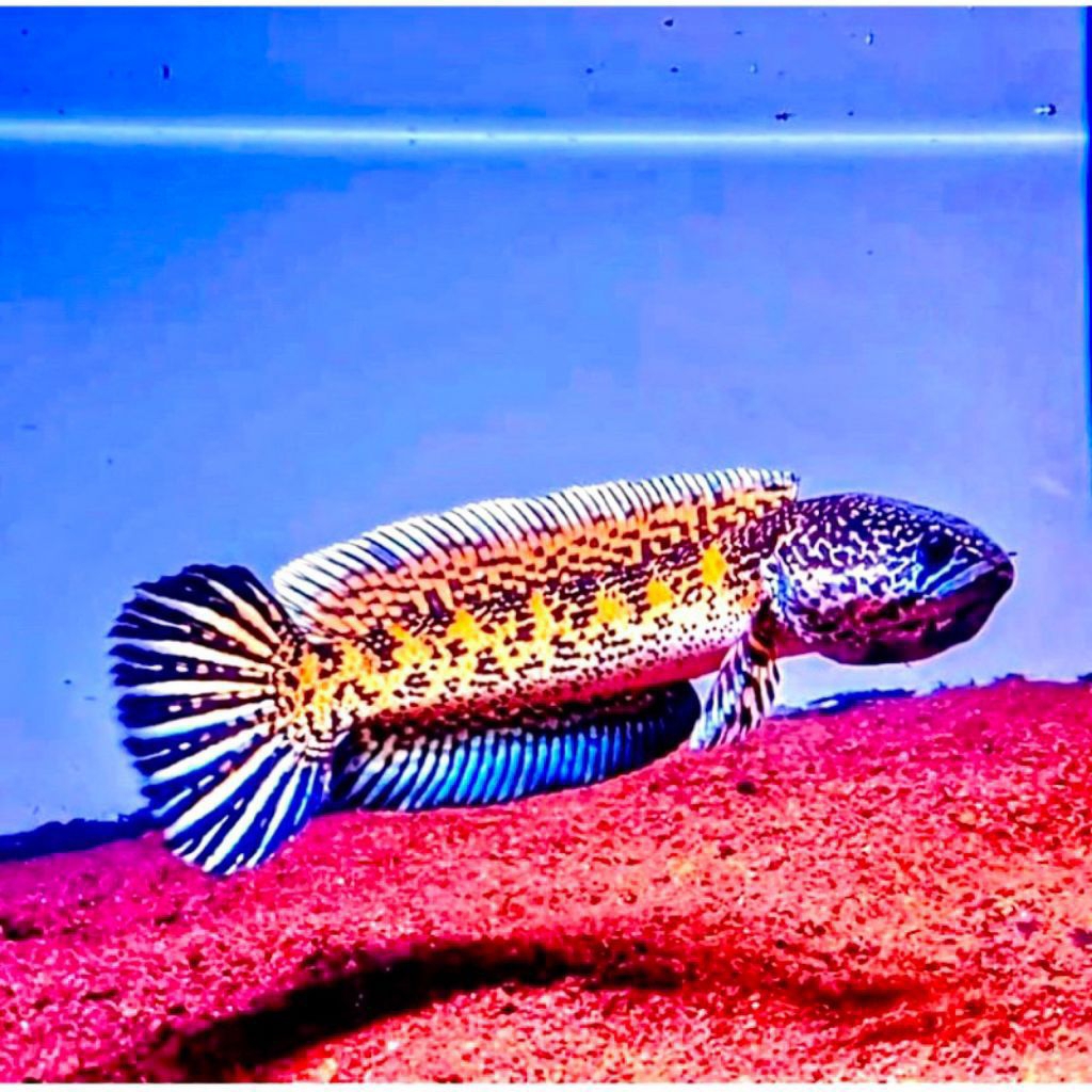 beby ikan chana maru batik bahan progres sz 3-5cm