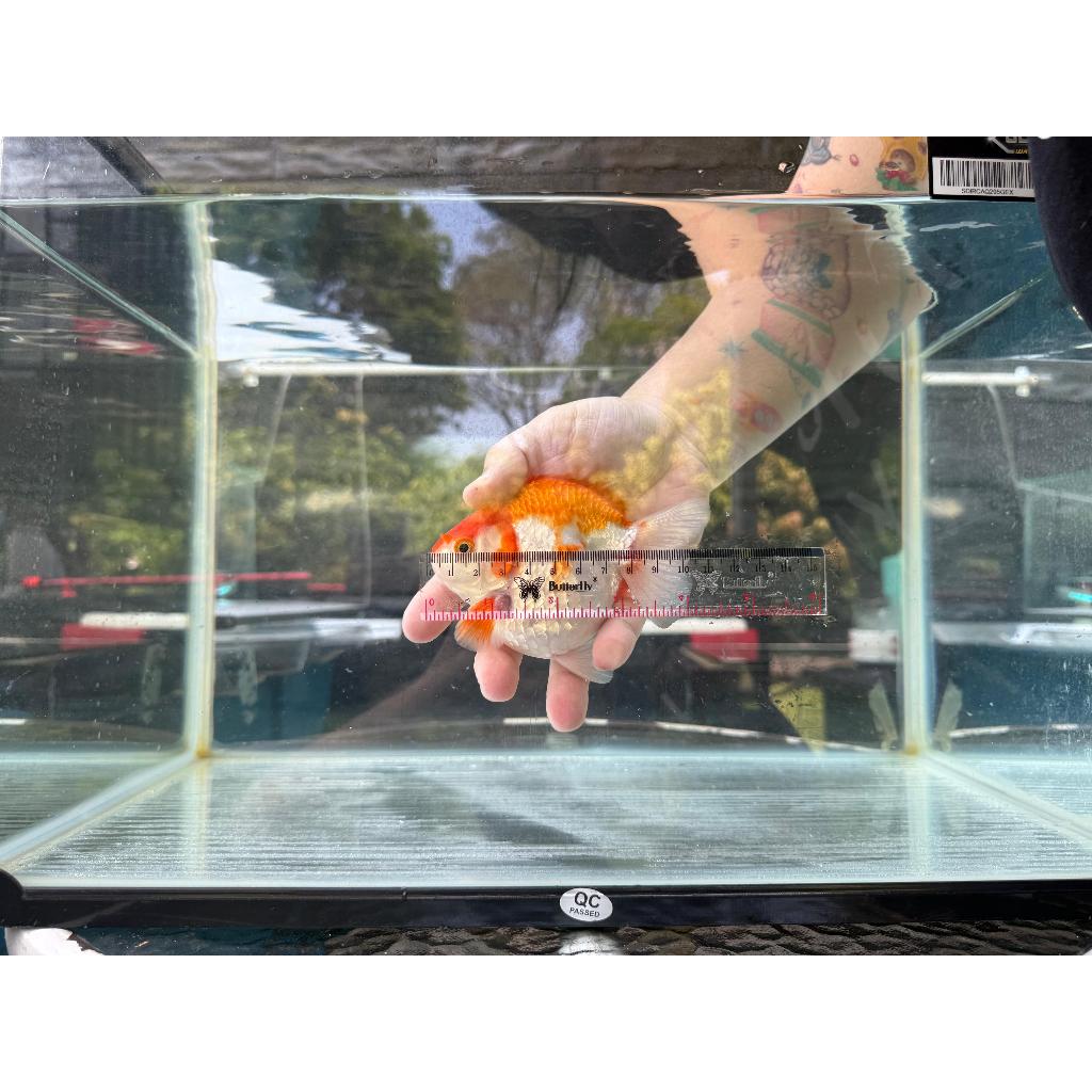 Ikan Mas Koki Oranda Shorttail RW - Ikan Hias Air Tawar