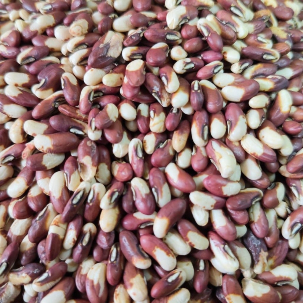 Benih kacang panjang merah putih super 250 gram orian langsung dari petani