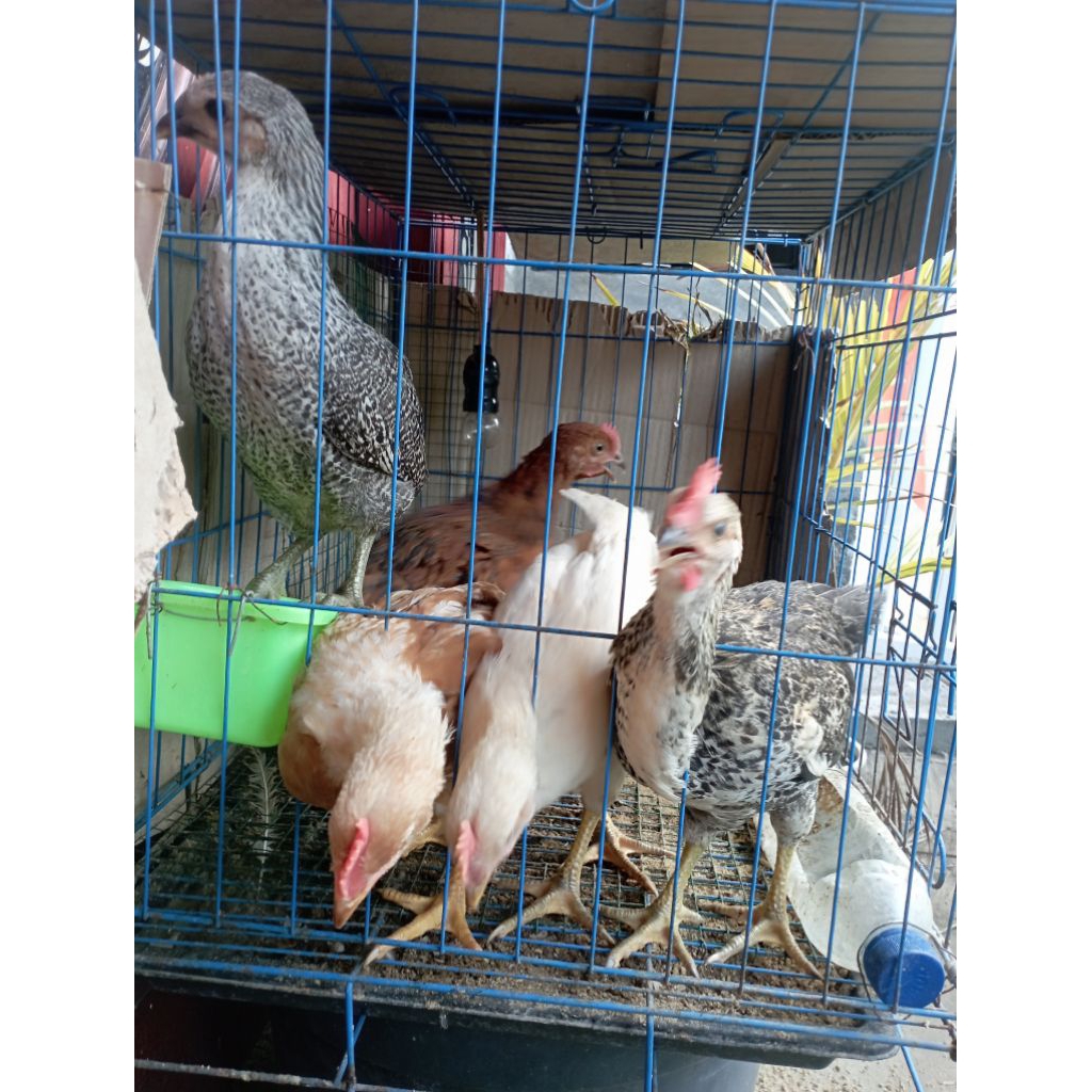 Anak Ayam Jantan 5 mgg (arab X petelur merah)