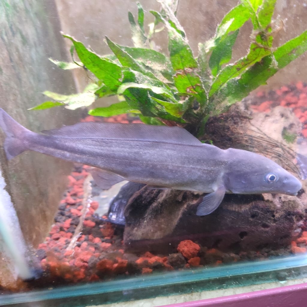 hiasan akurium ikan mormyridae/ lumba" air tawar ikan unik&langka