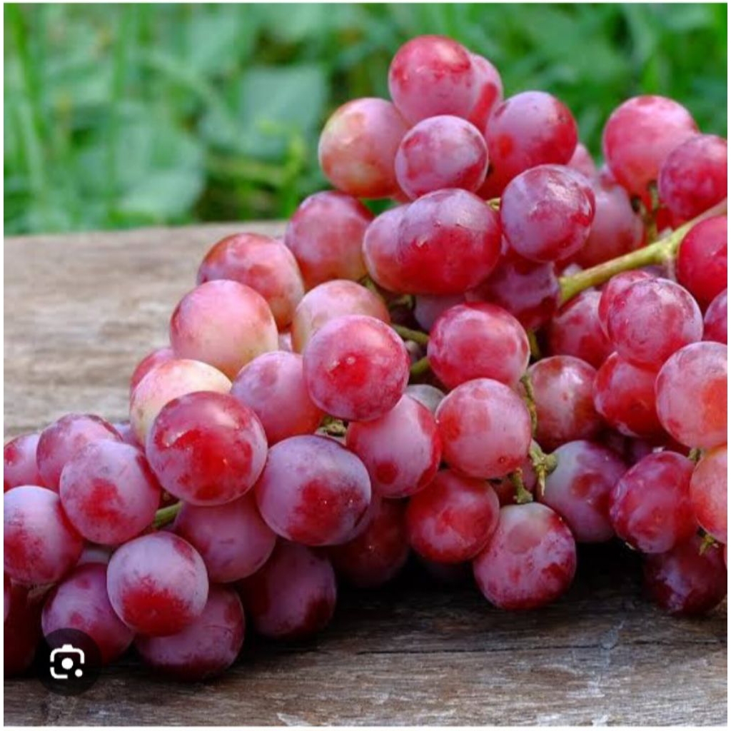 Buah Anggur segar