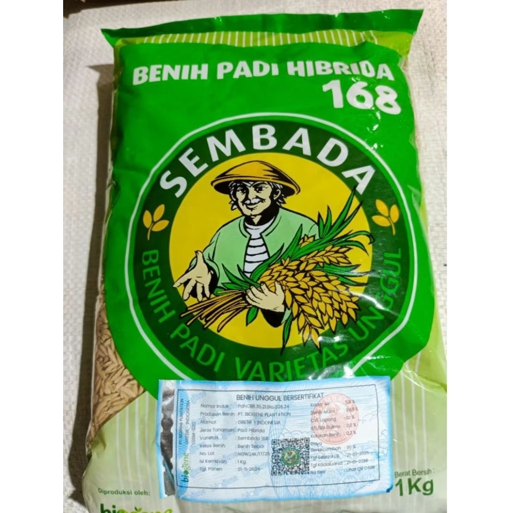 Bibit padi Sembada 168 Original 1 Kg