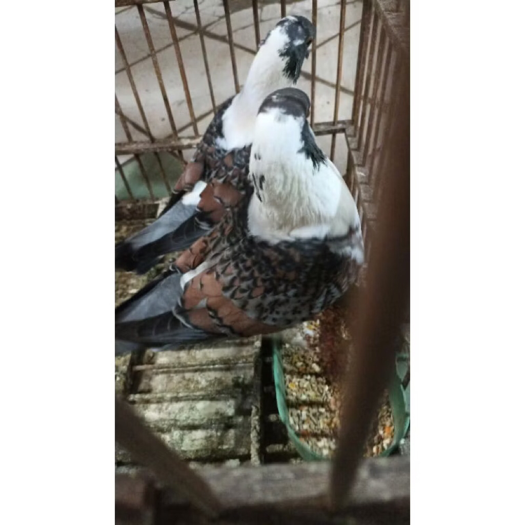 Merpati Hias Modena Sepasang Jantan Dan Betina