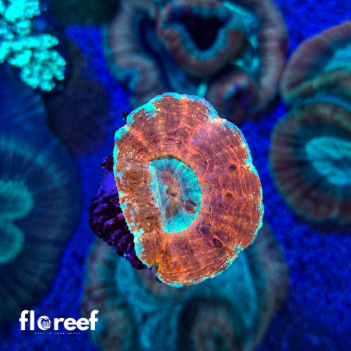 Karang Donat Merah Coral Karang Hias Laut