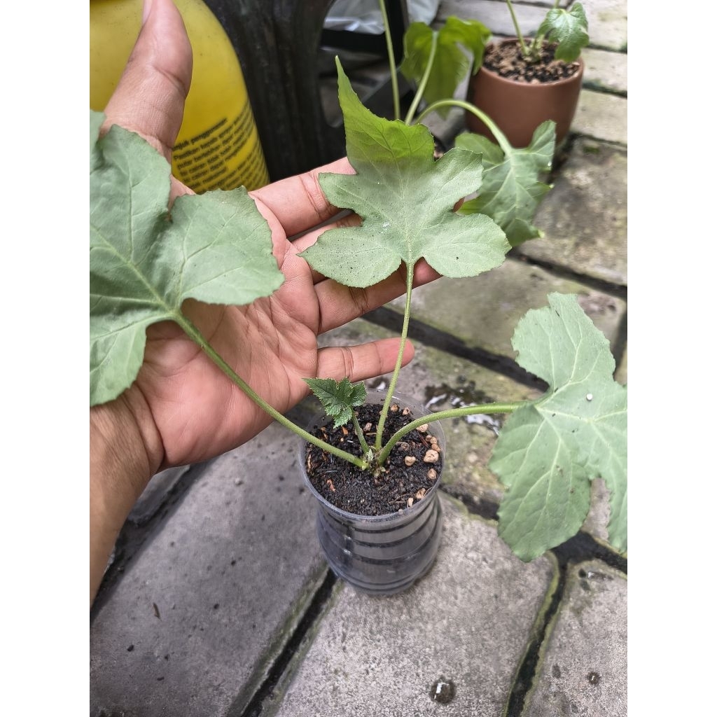 Dorstenia Contrajerva seedling