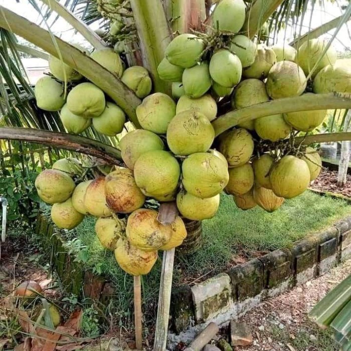 Bibit Kelapa Genjah Entok / Tanaman Kelapa Ijo Super Jumbo