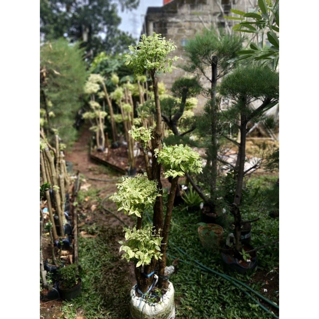 Bonsai Anting Putri tinggi 175 cm bonsai taman anting Putri