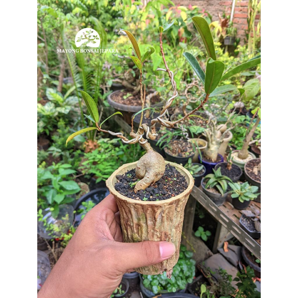 Tanaman hias bonsai Ficus Miquelena Caudex plant