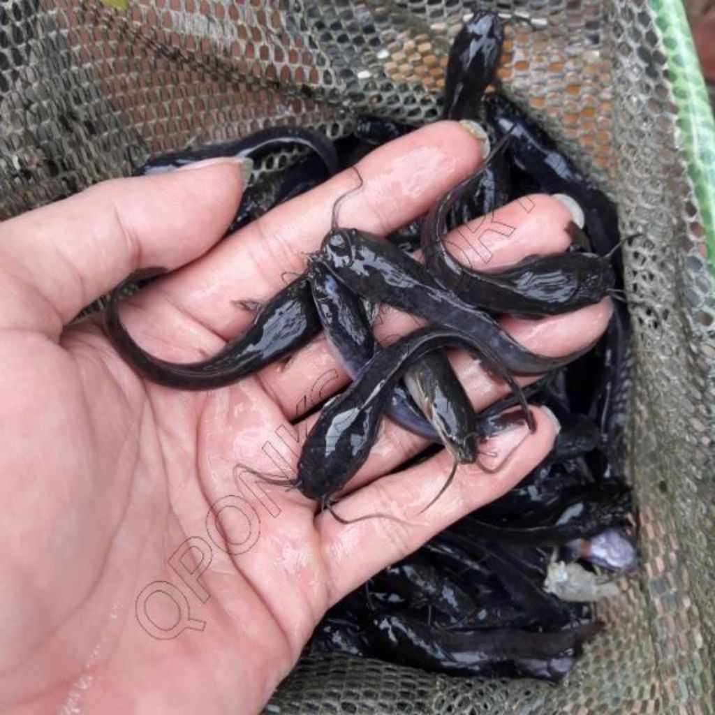 ( COD) Paket 50 bibit ikan lele Daging ukuran 5-7cm Grosir termurah terlaris