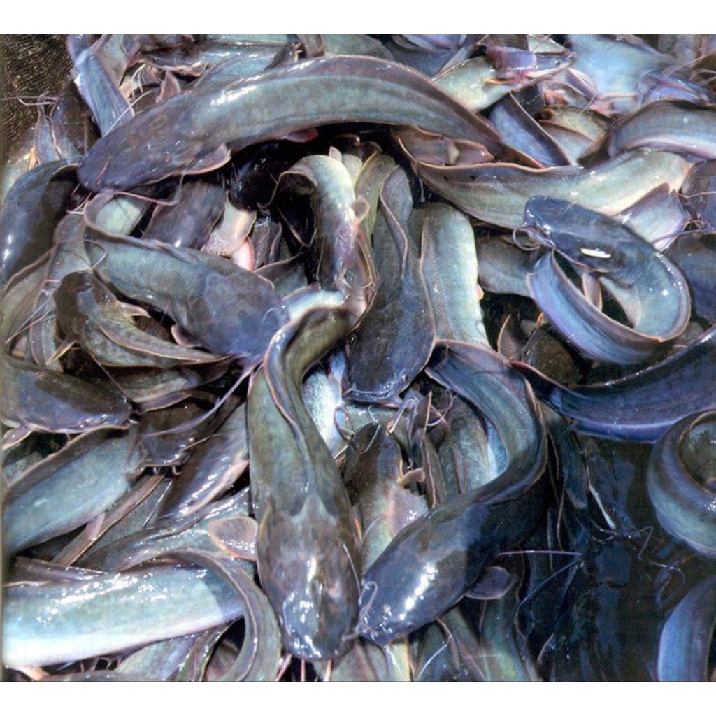 ( COD) Terlaris Paket 50 bibit ikan lele daging jumbo grosir murah