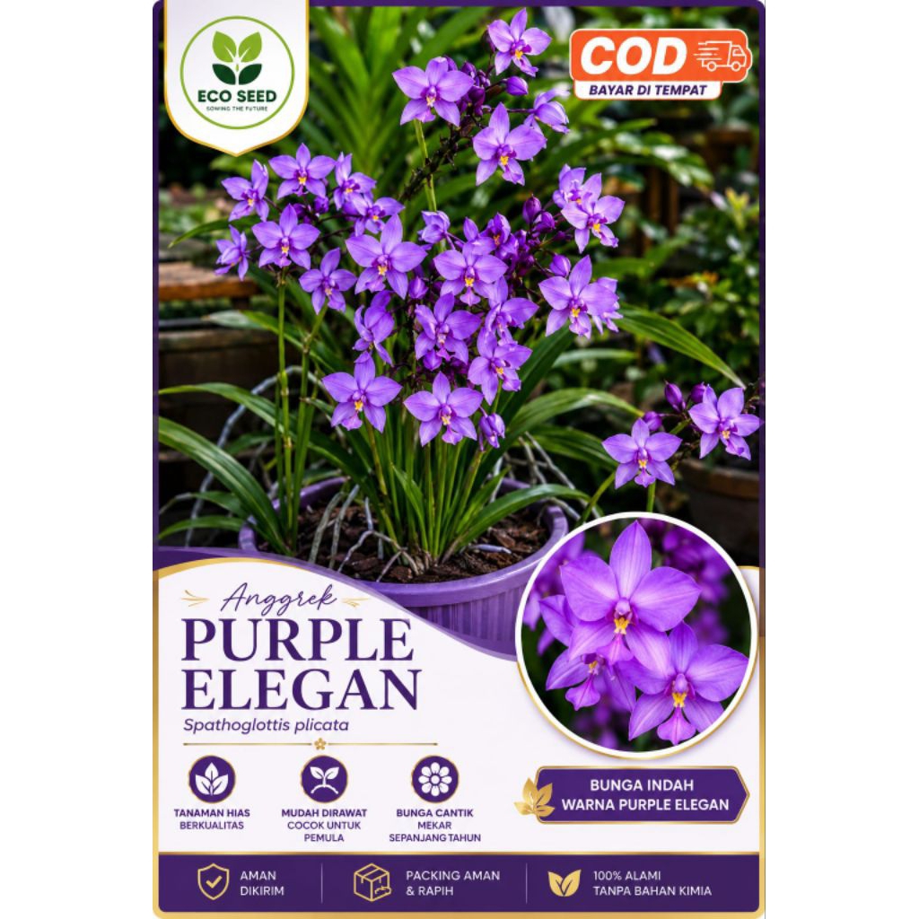 Tanaman hias anggrek tanah warna purple elegan cantikk
