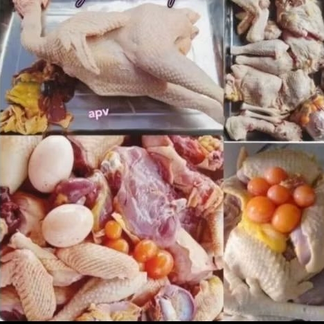 Ayam Merah Petelur Potong Hidup