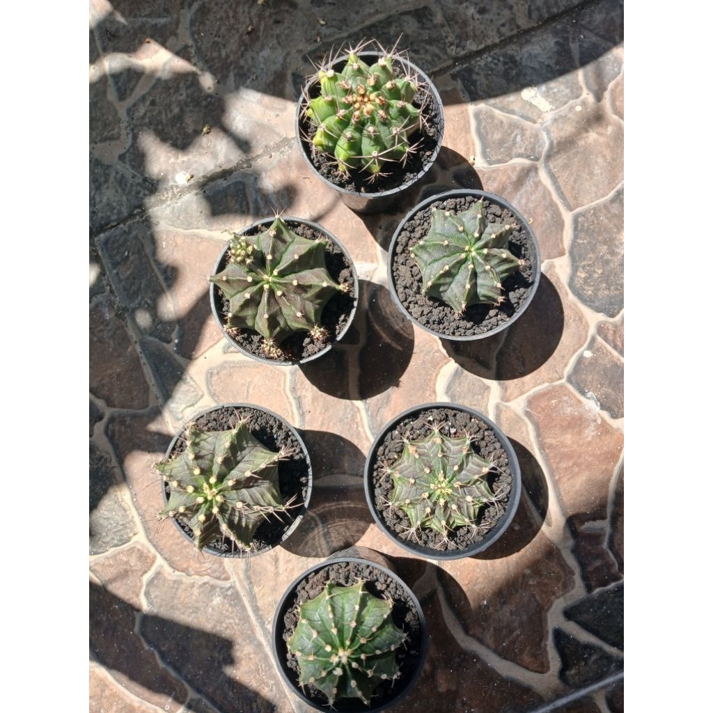 Gymnocalycium
