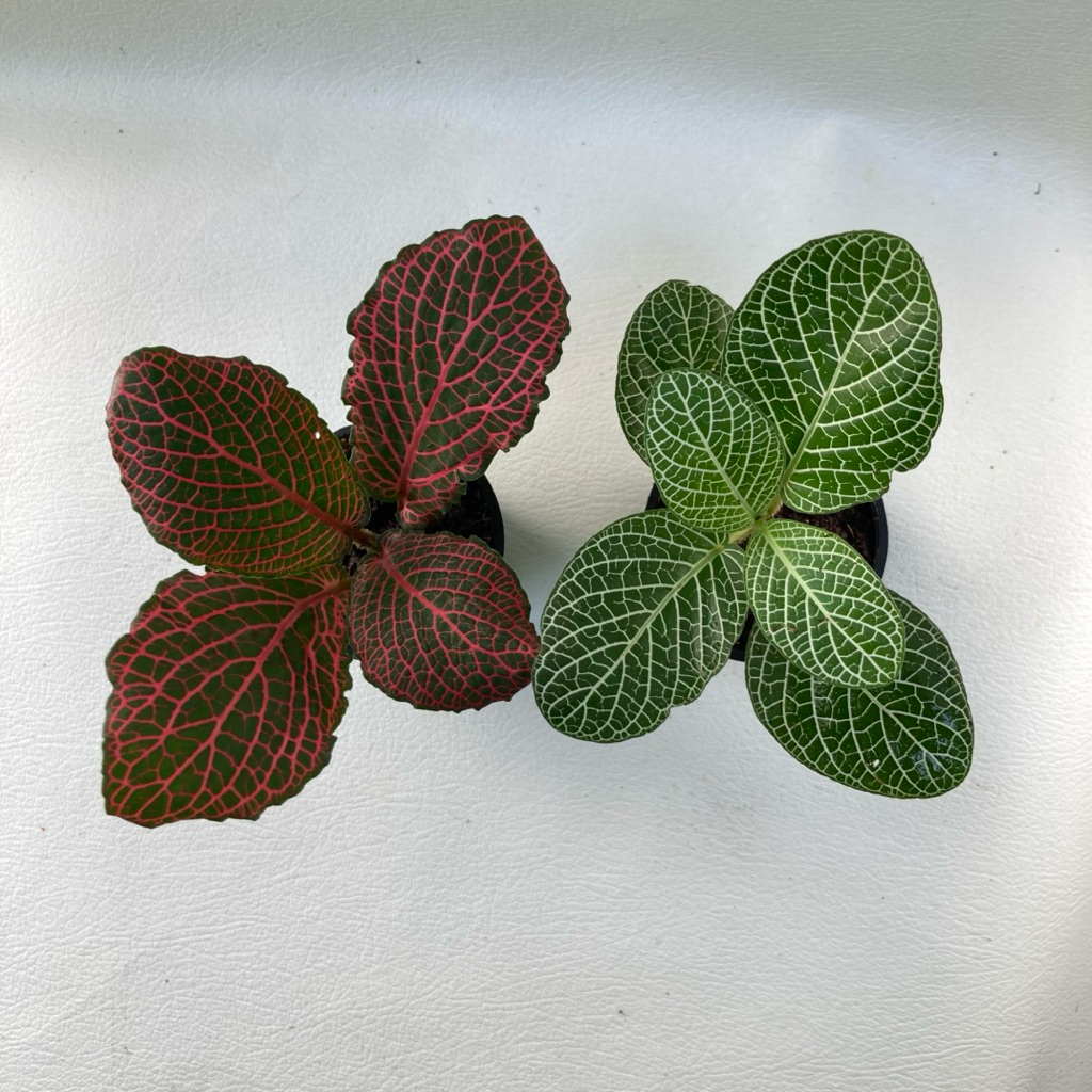 Fittonia Verschaffeltii - Tanaman hias / Terarrium / vivarium / tanaman