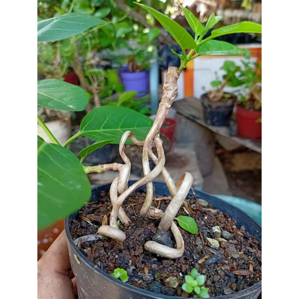 bahan bonsai sancang mame