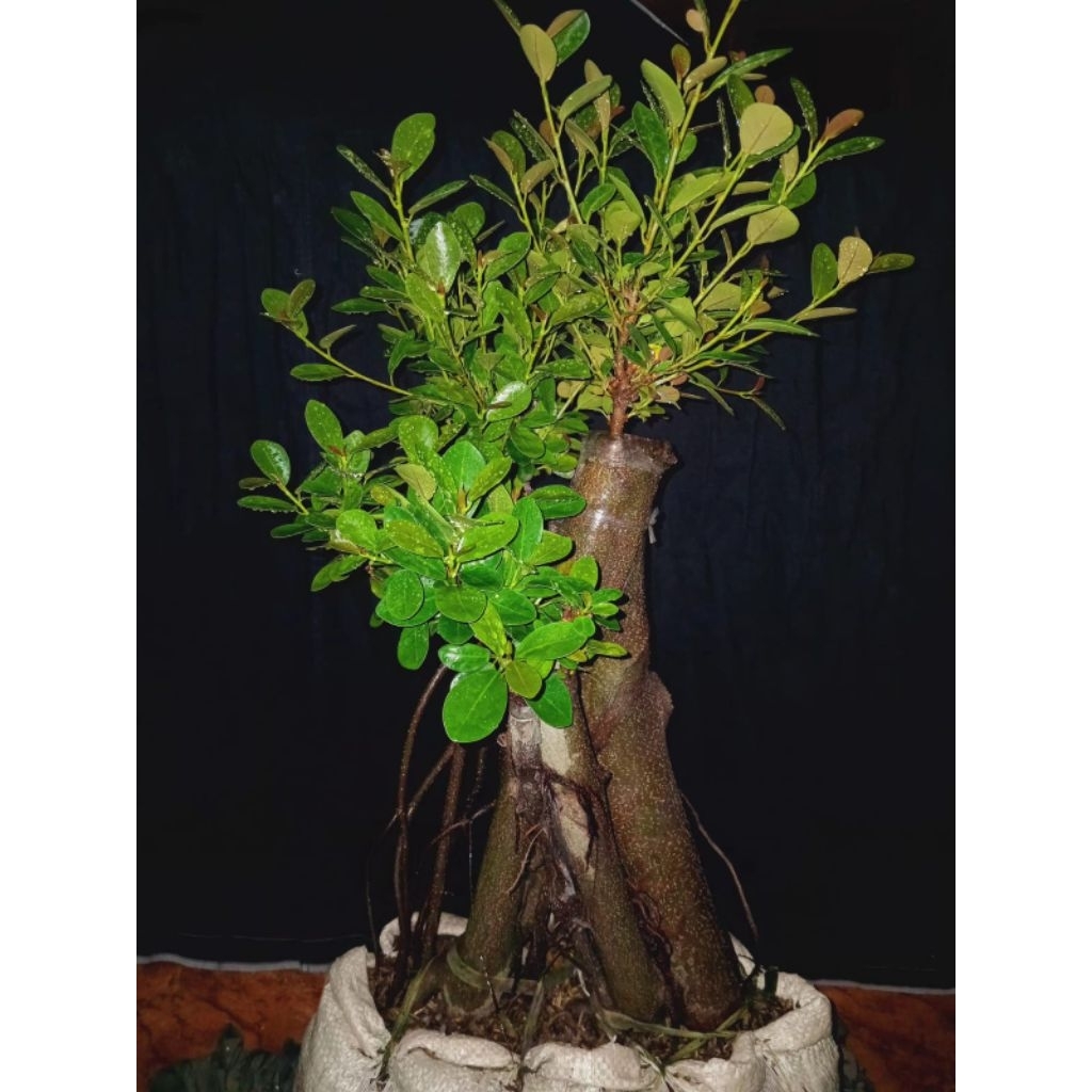 bonsai dolar mangkok pucuk merah "A", real pict