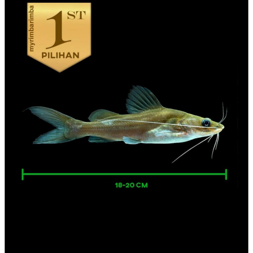 Mystus Nigriceps Catfish Ikan Hias Predator HIasan Aquarium Aquascape