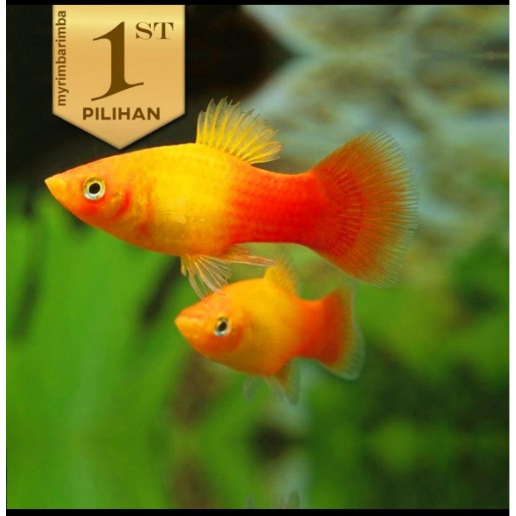 Platy Sunset Size Indukan Ikan Hias Aquascape Hiasan Tanaman Air Aquarium