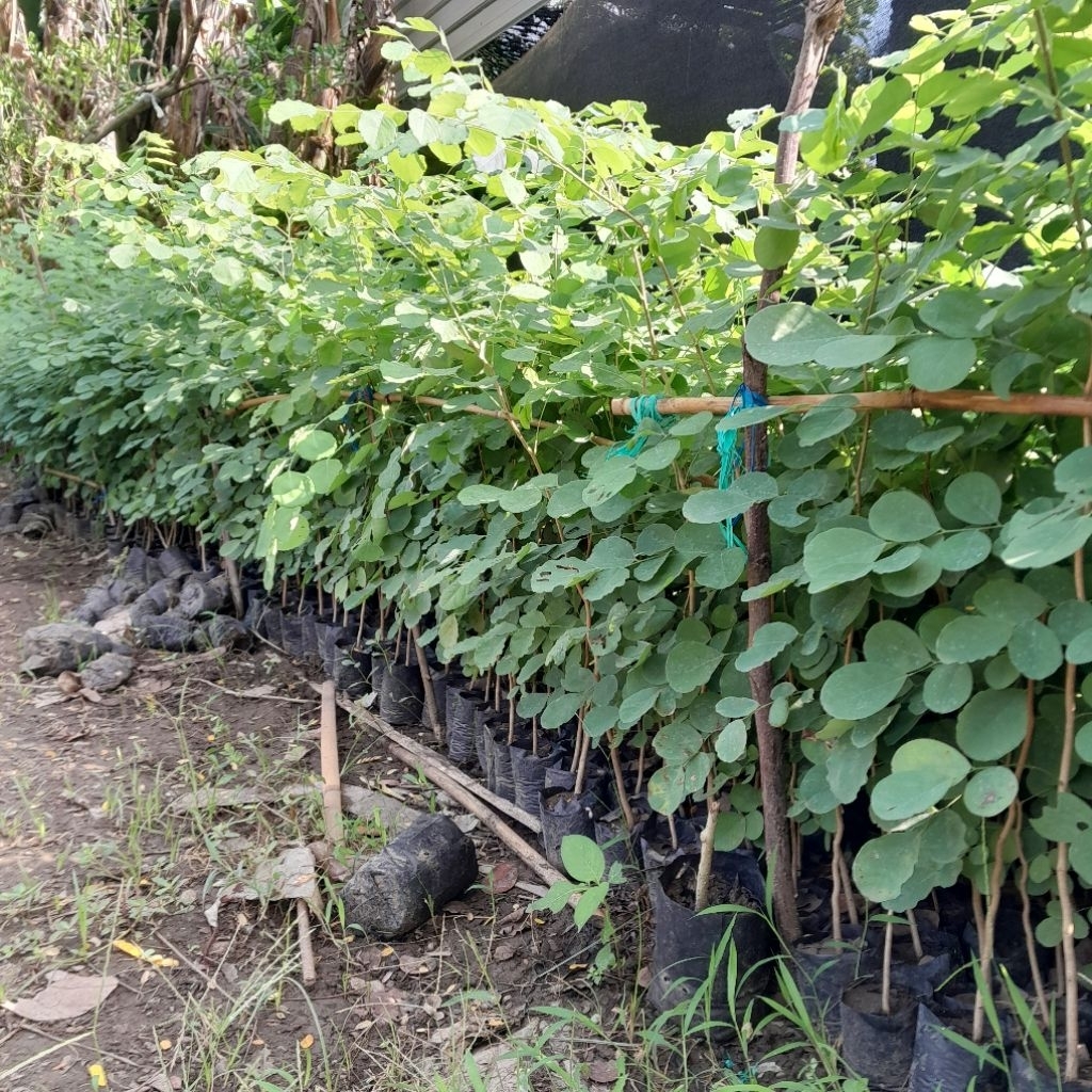 bibit sonokeling
