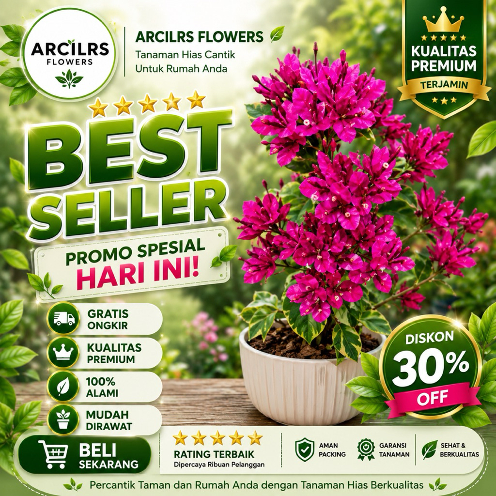 Tanaman Hias Bugenvil Black Maria / Bougainvillea Black Maria Premium - Eksotis & Rimbun