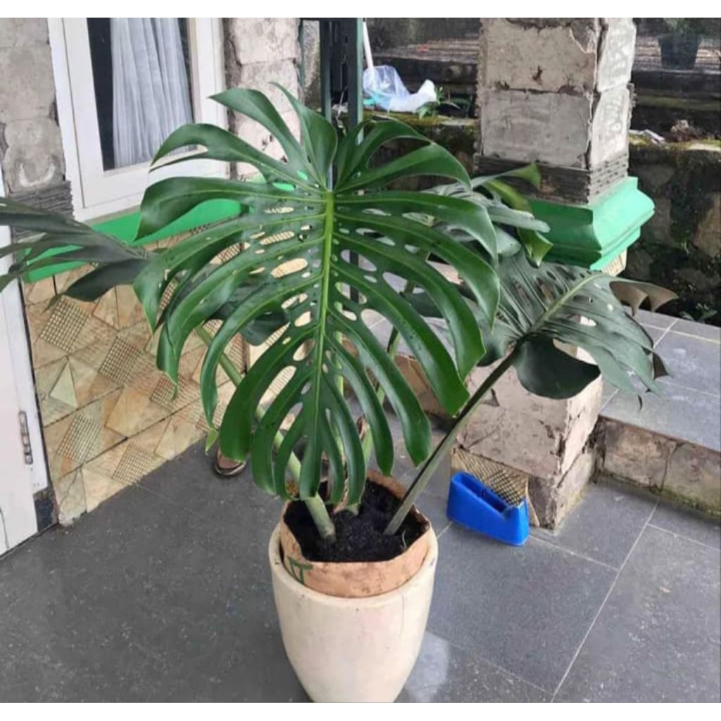 Tanaman monstera king, ukuran remaja 3 sampai 5 daun