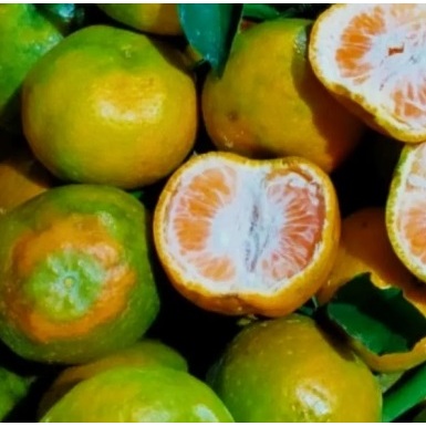 Jeruk Keprok malang 1kg