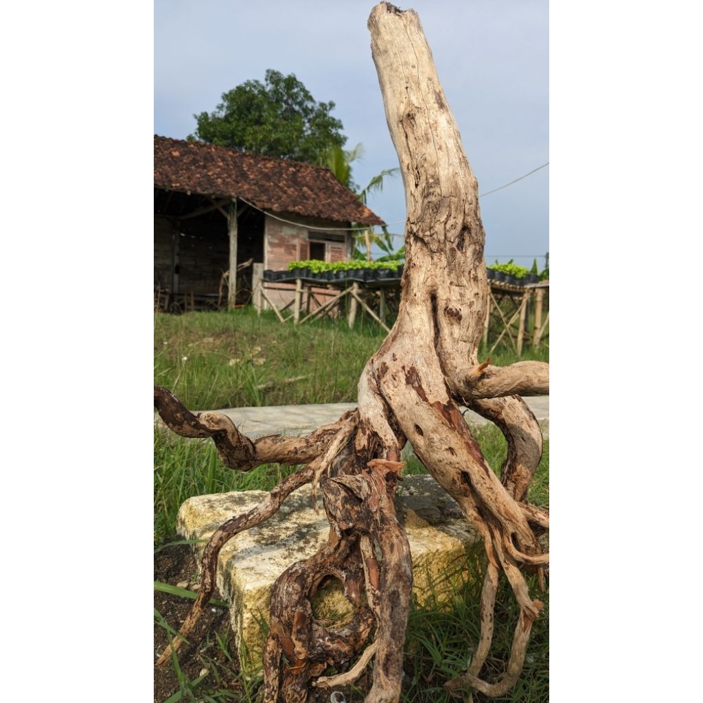 Bonggol kayu Santigi Laut Super, Aquascape, Dekorasi Aquarium. Santigi Rare. #Aquascape