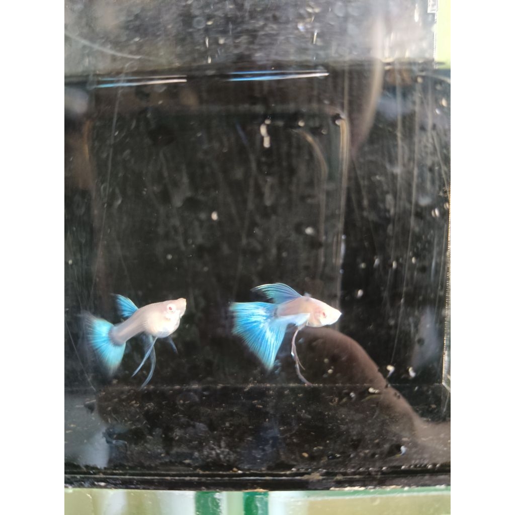 ikan Guppy albino sky blue dan sky blue ribborn