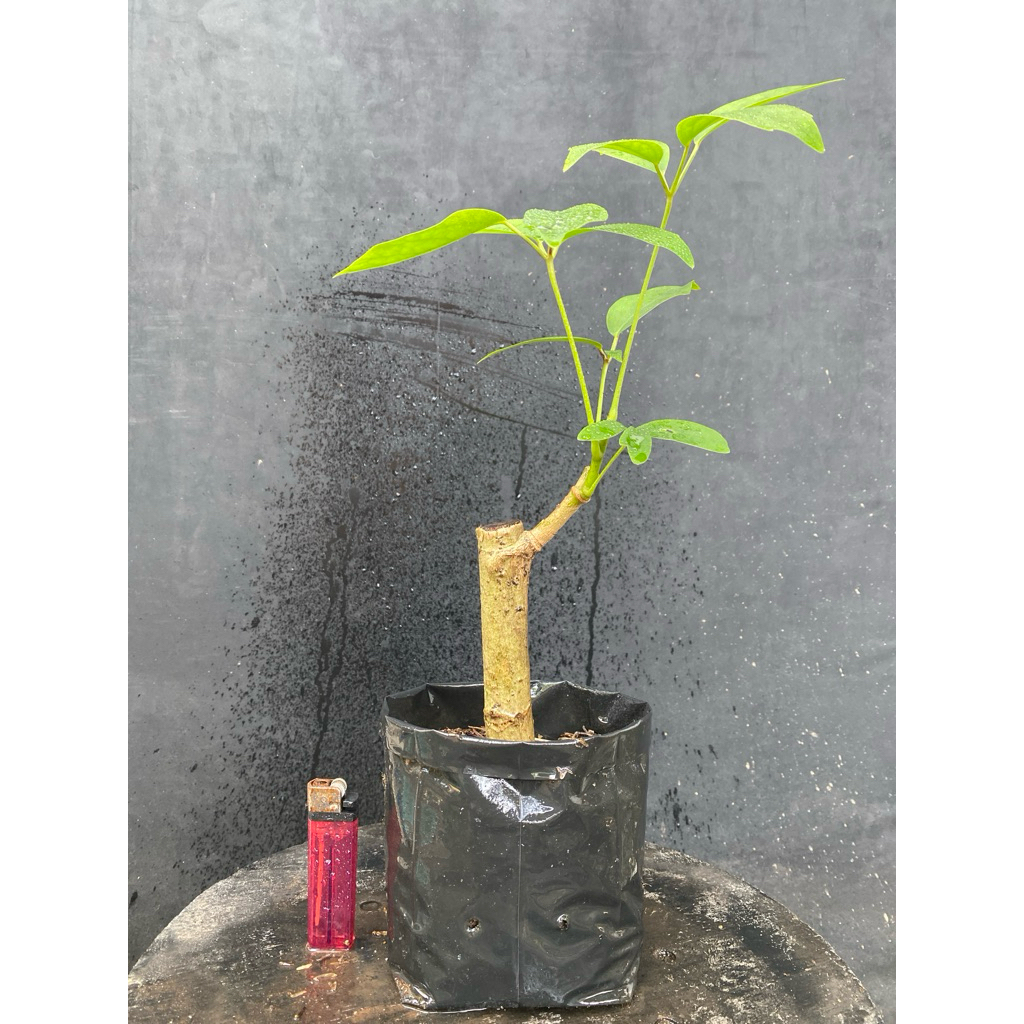 Bibit Tanaman Bahan Bonsai Tlogosari atau Telogosari tanaman hias unik
