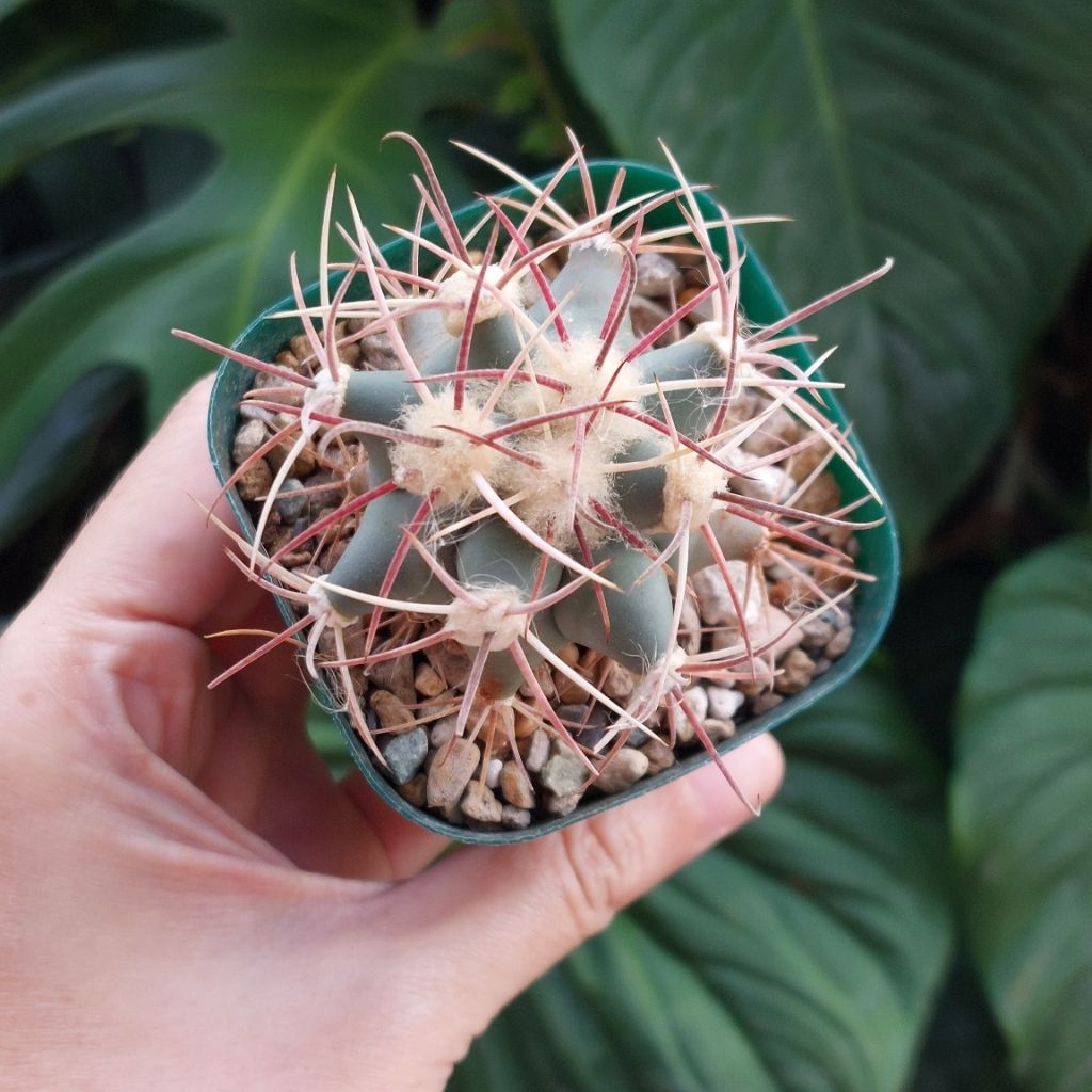 Kaktus Cantik RARE Ferocactus chrysacanthus Emori Fero Kaktus Duri Unik Warna Biru Matte 1 set pot m