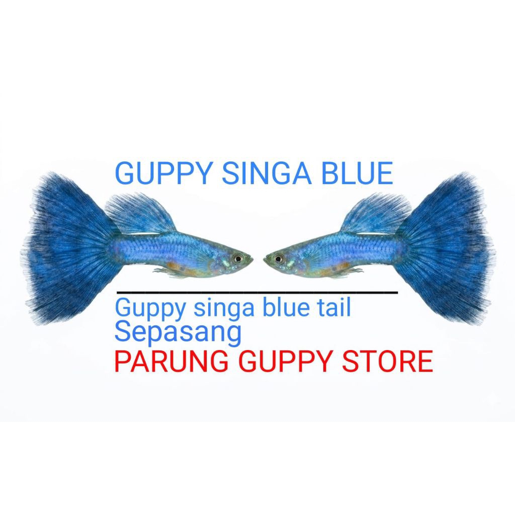 hiasan SINGA BLUE TAIL 1P