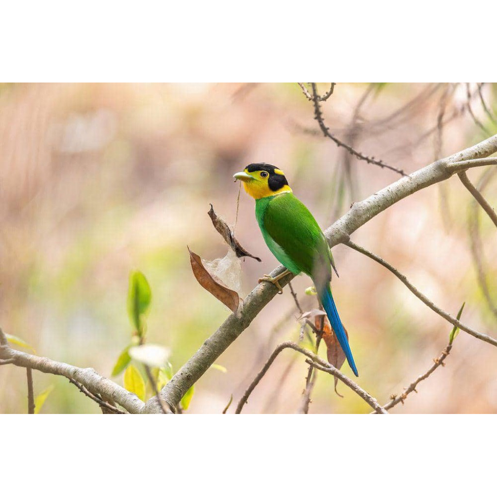madi injap burung aviary