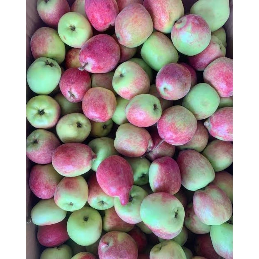 Apel Anna MALANG 2KG
