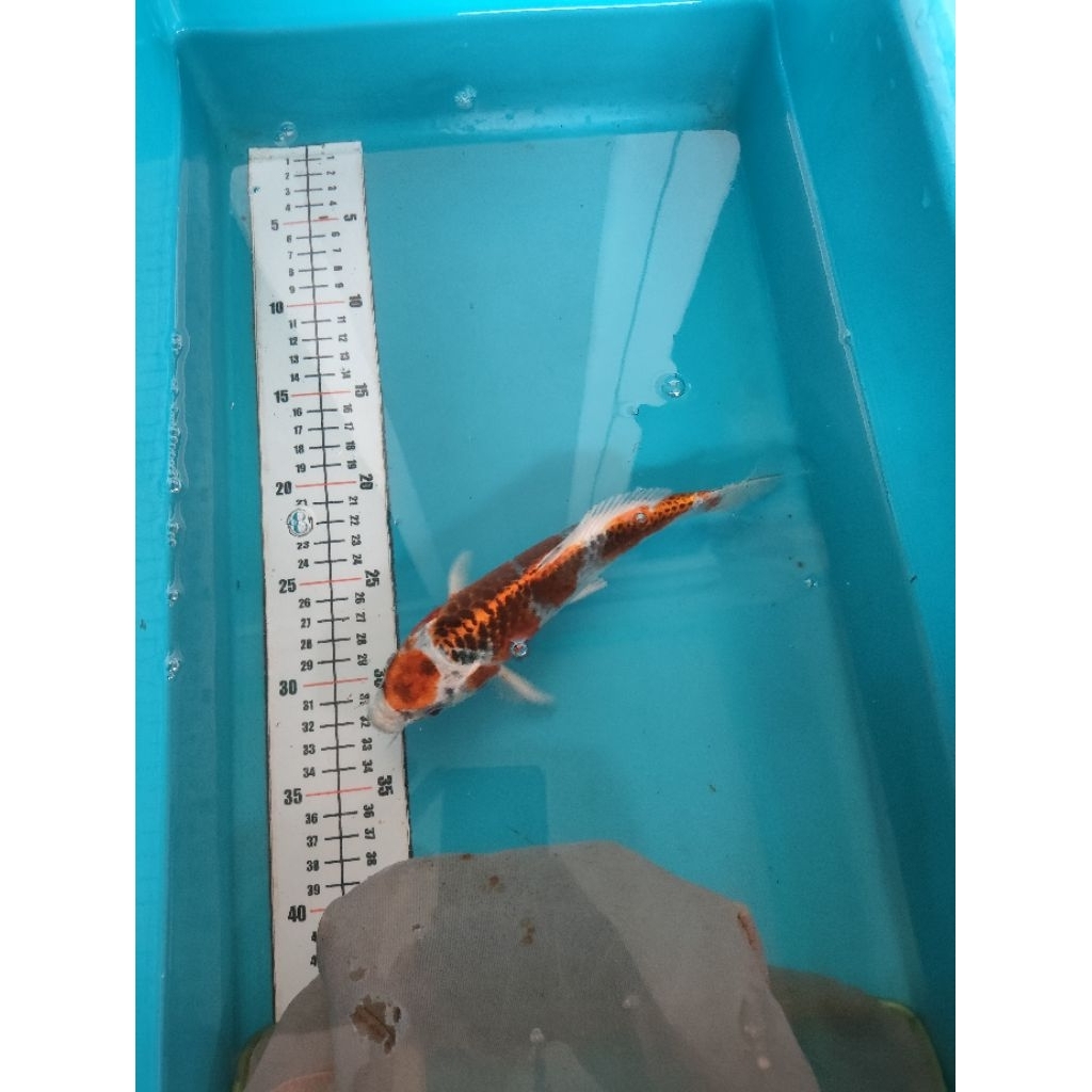 Ikan koi tancho kujaku
