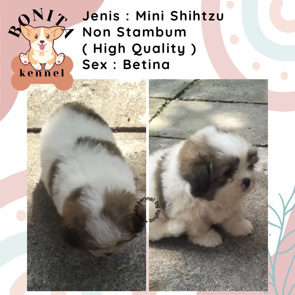 Mini Shihtzu Non Stambum Anjing Shitzu Jantan Betina