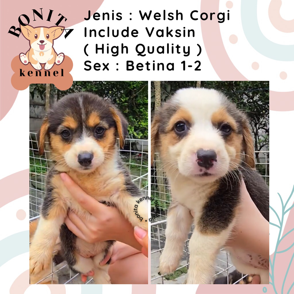 Welsh Corgi Long Hair Stambum Anak Anjing Corgi Sable Tricolor Jantan Betina