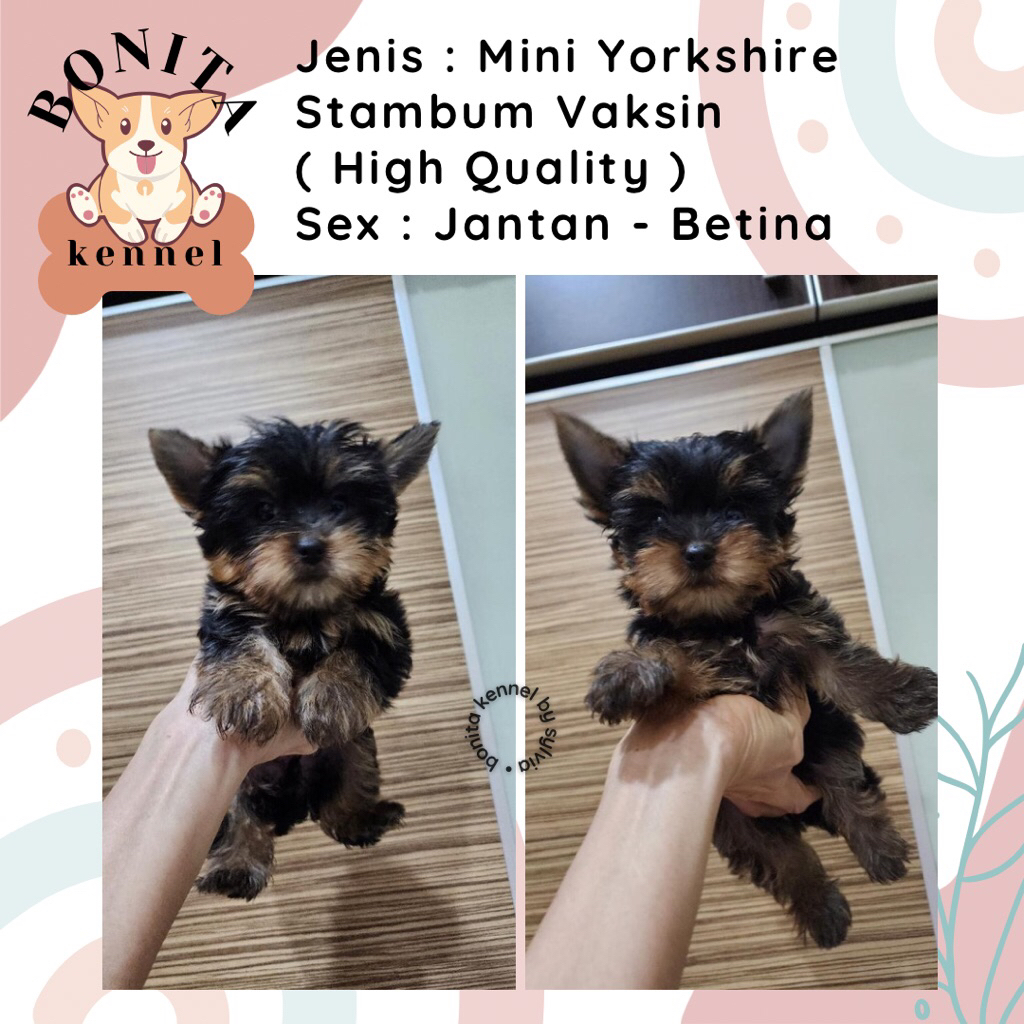 Mini Yorkshire Terrier Stambum Jantan Betina Jantan Anak Anjing Yorkshire