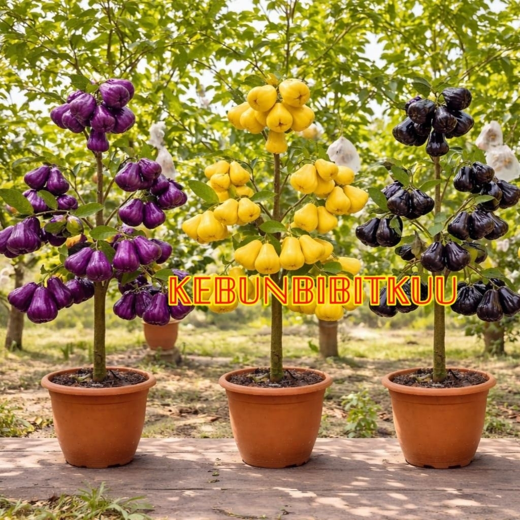 PROMO Paket 3 Bibit Jambu Air Citra Ungu, Jambu Air Hitam Black Guava, Jambu Air Madu Kuning Super