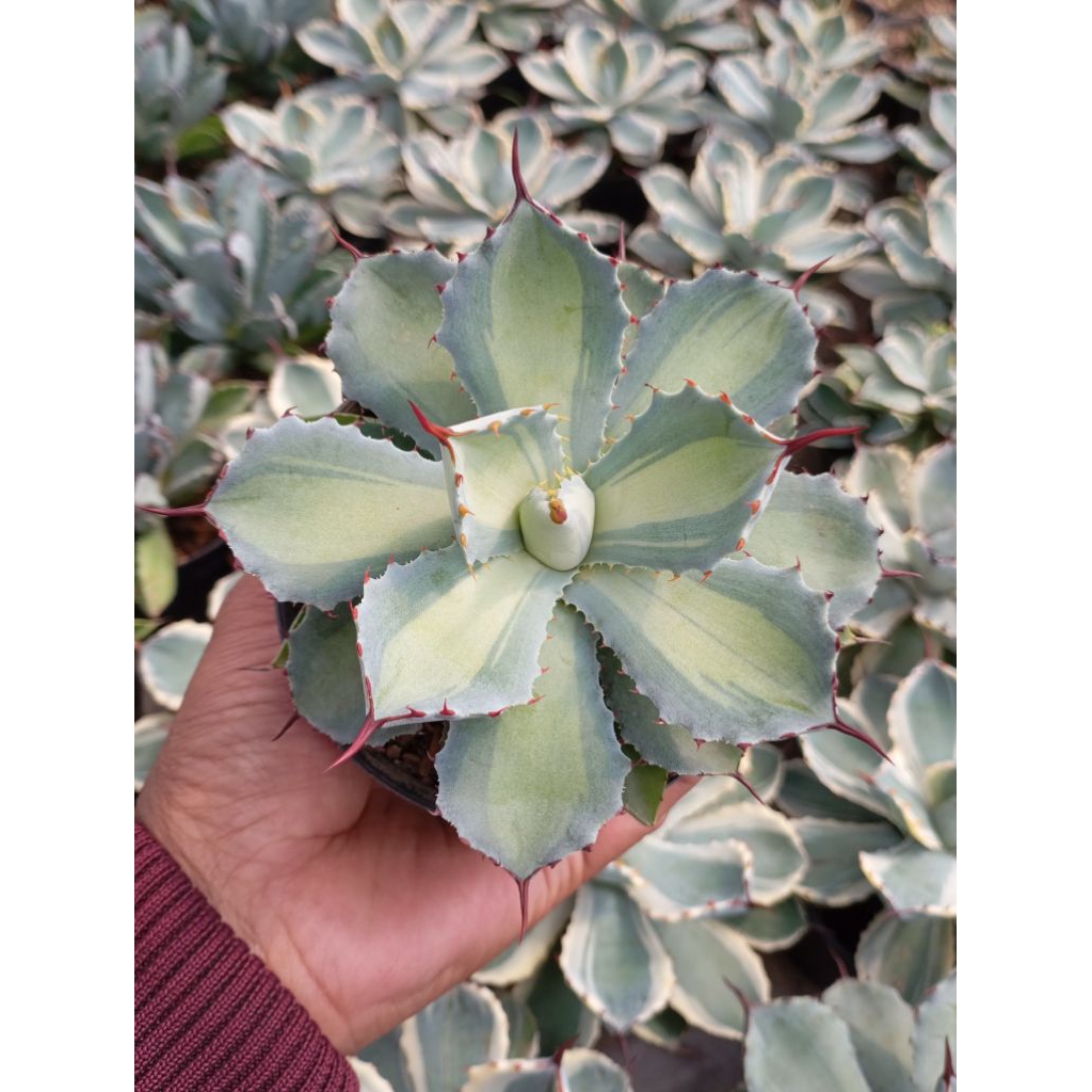 agave potatorum lemgreen