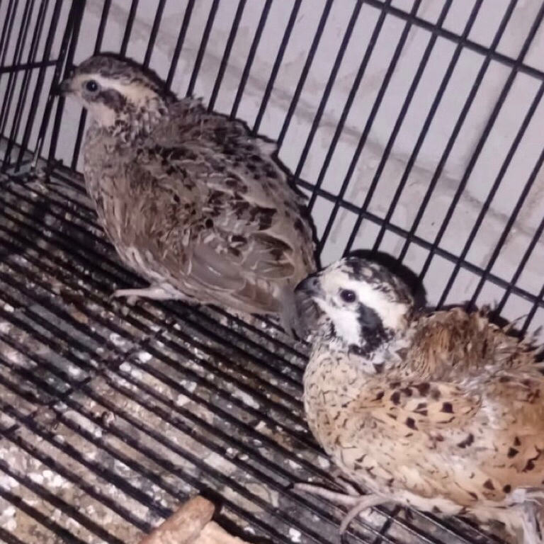 Telur Tetas (Cross) Silangan Puyuh Bobwhite Mexican x Bobwhite Northern / Classic