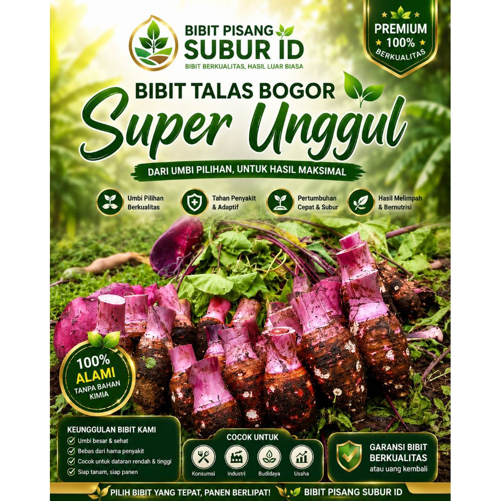bibit talas Bogor super unggul jumbo