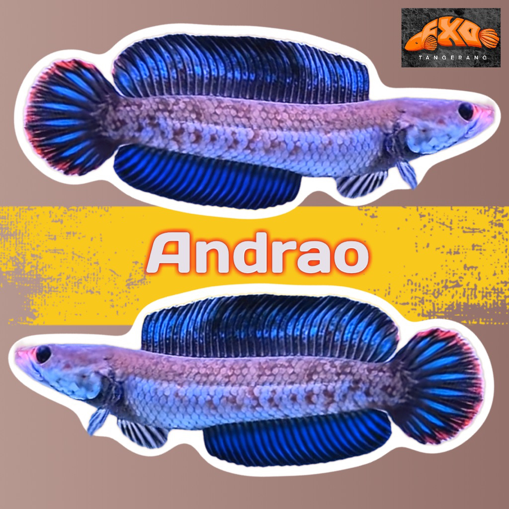 Andrao Gondrong Greed A +++