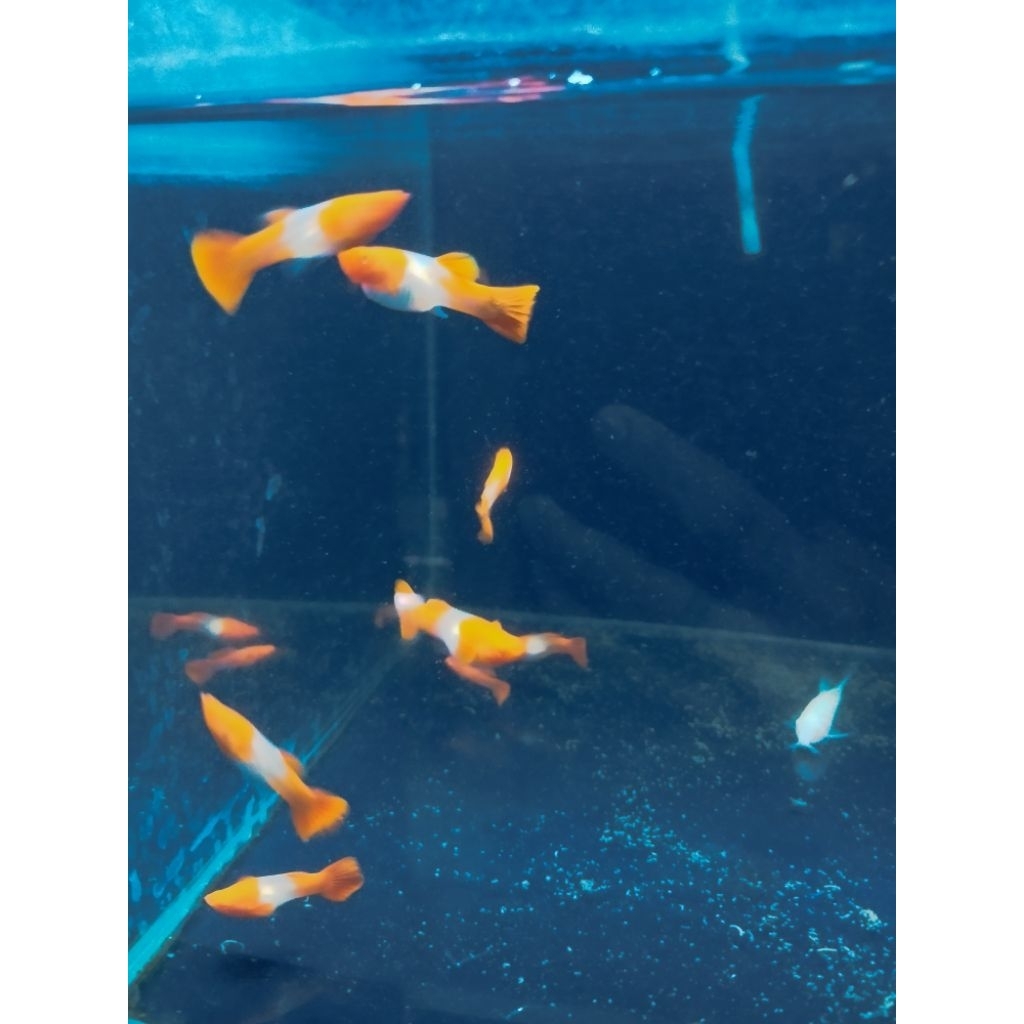 Albino Koi Red Ear